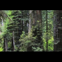 Redwoods National Park, California :: TREjedsmithtre65033jpg