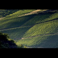 Rhine Valley Wine Region, Germany :: VINbacharachde64241jpg