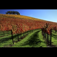 California wine country, Napa County autumn vineyard, California, USA  :: VINkunde46628