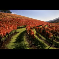 California wine country, Napa County autumn vineyard, California, USA  :: VINkunde46634