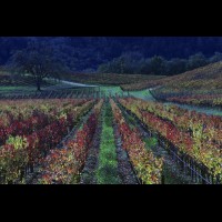 California wine country, Russian River, Sonoma county evening autumn vineyard, USA :: VINsonoma43460