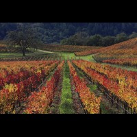 California wine country, Russian River, Sonoma county evening autumn vineyard, USA :: VINsonoma43462