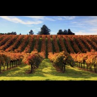 California wine country, Sonoma county, USA :: VINsonoma43495