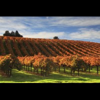 California wine country, Sonoma county, USA :: VINsonoma43507
