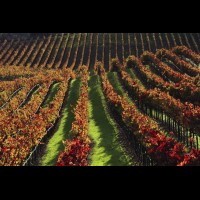 California wine country, Sonoma county, USA :: VINsonoma43510