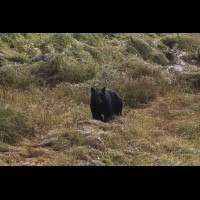 Black Bear, Anan Bear and Wildlife Observatory, Tongass National Forest, AK :: WLDblackbear69820jpg