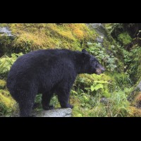 Black Bear, Anan Bear and Wildlife Observatory, Tongass National Forest, AK :: WLDblackbear69848jpg