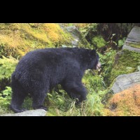 Black Bear, Anan Bear and Wildlife Observatory, Tongass National Forest, AK :: WLDblackbear69849jpg