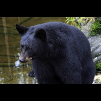 Black Bear, Rescue and Rehab center, Sitka, Alaska :: WLDblackbearak70557jpg