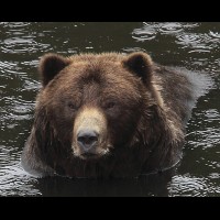 Coastal Grizzly (Brown) Bears, Alaska :: WLDbrownbearak70463jpg