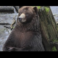 Coastal Grizzly (Brown) Bears, Alaska :: WLDbrownbearak70466jpg