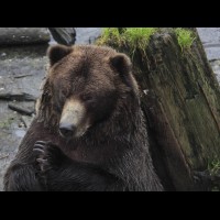 Coastal Grizzly (Brown) Bears, Alaska :: WLDbrownbearak70467jpg