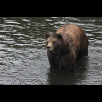 Coastal Grizzly (Brown) Bears, Alaska :: WLDbrownbearak70470jpg