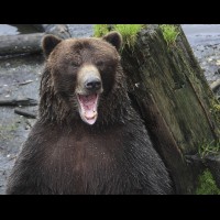 Coastal Grizzly (Brown) Bears, Alaska :: WLDbrownbearak70474jpg