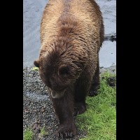Coastal Grizzly (Brown) Bears, Alaska :: WLDbrownbearak70490jpg