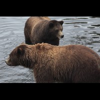 Coastal Grizzly (Brown) Bears, Alaska :: WLDbrownbearak70491jpg