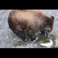 Coastal Grizzly (Brown) Bears, Alaska :: WLDbrownbearak70500jpg