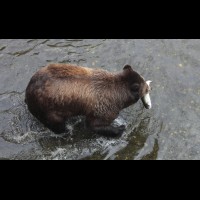 Coastal Grizzly (Brown) Bears, Alaska :: WLDbrownbearak70502jpg