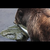 Coastal Grizzly (Brown) Bears, Alaska :: WLDbrownbearak70505jpg