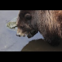 Coastal Grizzly (Brown) Bears, Alaska :: WLDbrownbearak70506jpg