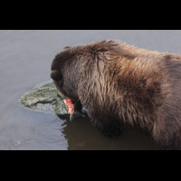 Coastal Grizzly (Brown) Bears, Alaska :: WLDbrownbearak70508jpg