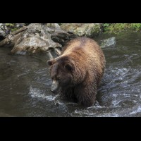 Coastal Grizzly (Brown) Bears, Alaska :: WLDbrownbearak70513jpg