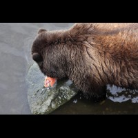 Coastal Grizzly (Brown) Bears, Alaska :: WLDbrownbearak70524jpg