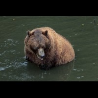 Coastal Grizzly (Brown) Bears, Alaska :: WLDbrownbearak70541jpg