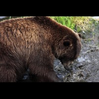 Coastal Grizzly (Brown) Bears, Alaska :: WLDbrownbearak70549jpg