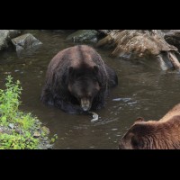 Coastal Grizzly (Brown) Bears, Alaska :: WLDbrownbearak70550jpg