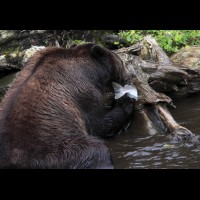Coastal Grizzly (Brown) Bears, Alaska :: WLDbrownbearak70556jpg
