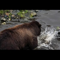 Coastal Grizzly (Brown) Bears, Alaska :: WLDbrownbearak70558jpg