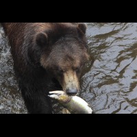 Coastal Grizzly (Brown) Bears, Alaska :: WLDbrownbearak70566jpg