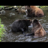 Coastal Grizzly (Brown) Bears, Alaska :: WLDbrownbearak70580jpg
