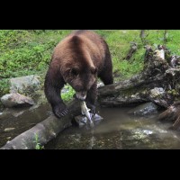 Coastal Grizzly (Brown) Bears, Alaska :: WLDbrownbearak70600jpg