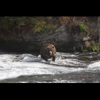 Coastal Brown (Grizzly) Bears at Brooks Falls, Alaska :: WLDbrownbearsotiskatmaiak72038jpg