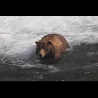 Coastal Brown (Grizzly) Bears at Brooks Falls, Alaska :: WLDbrownbearsotiskatmaiak72060jpg