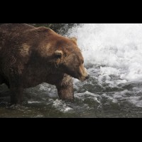 Coastal Brown (Grizzly) Bears at Brooks Falls, Alaska :: WLDbrownbearsotiskatmaiak72061jpg