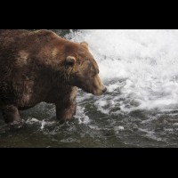 Coastal Brown (Grizzly) Bears at Brooks Falls, Alaska :: WLDbrownbearsotiskatmaiak72062jpg