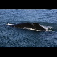 Humpback whales, coastal British Columbia, Canada :: WLDwhalesbc69681jpg