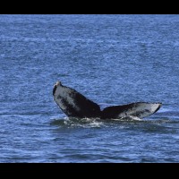 Humpback whales, coastal British Columbia, Canada :: WLDwhalesbc69689jpg