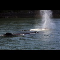 Humpback whales, coastal British Columbia, Canada :: WLDwhalesbc69702jpg