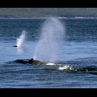 Humpback whales, coastal British Columbia, Canada :: WLDwhalesbc69735jpg