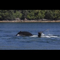 Humpback whales, coastal British Columbia, Canada :: WLDwhalesbc69765jpg